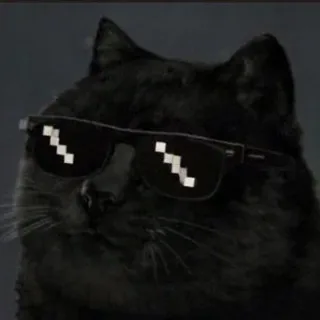 Black cat in pixel sunglasses