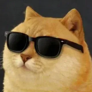 Ginger cat in sunglasses, pop-art style