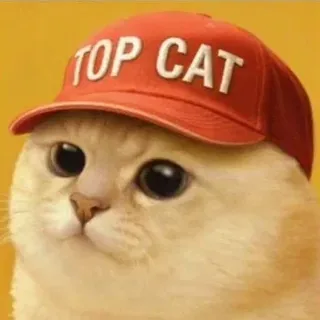 Cream cat wearing a red TOP CAT cap