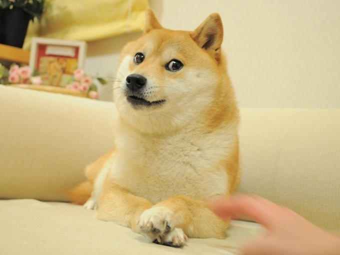 The classic Doge Shiba Inu photo, decoded from Dogecoin transaction data